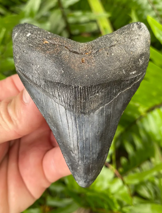 Nice Megalodon Shark Tooth 3.65” - Venice/Gulf