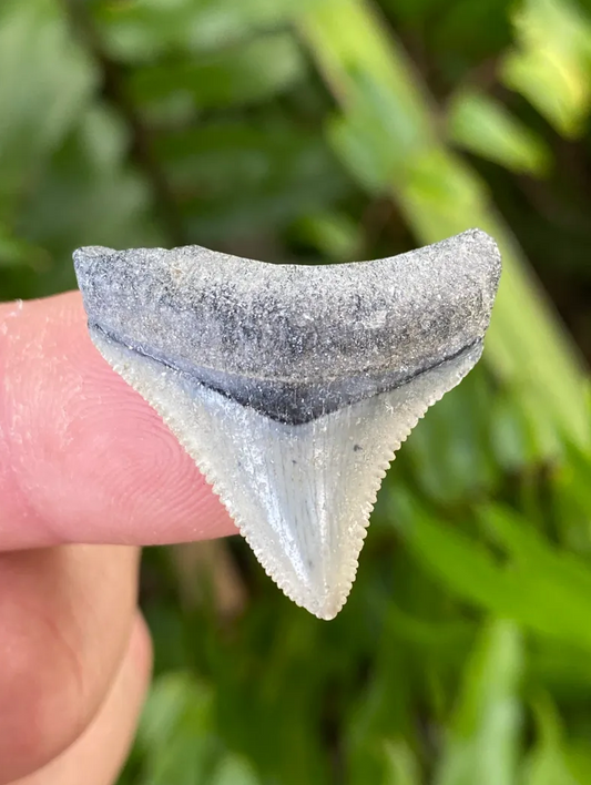 Megalodon Shark Tooth 1.25” - Venice/Gulf