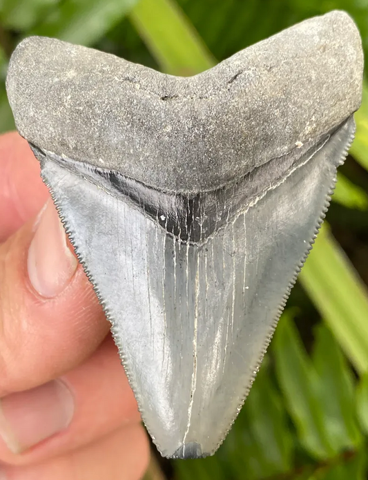 Quality Megalodon Shark Tooth 2.80” - Venice/Gulf